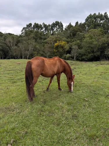 Cavalo mangalarga marchador registrado 