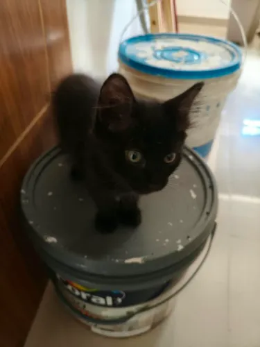 Adoção gatos