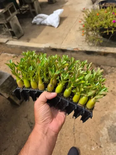 Rosas deserto kit 20 mudas cores variadas por 50 Reais 
