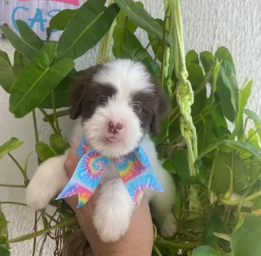 Shitzu com poodles toyzinho