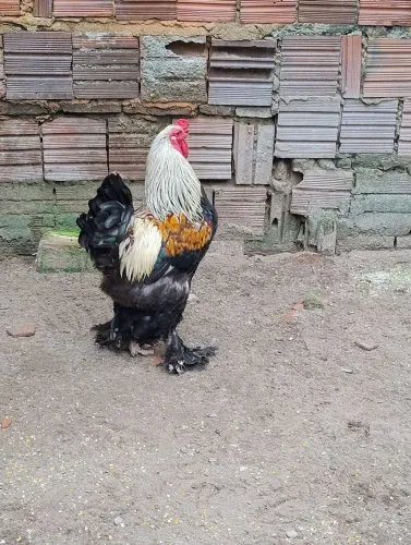 Galinha ( Galo ) 