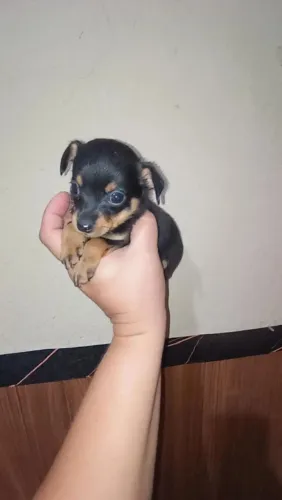 Pinscher zerinho macho e fêmea