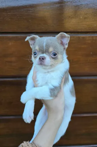 Chihuahua fêmea Tri Lilac 