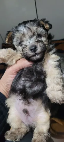 Yorkshire terrie disponível macho micro 