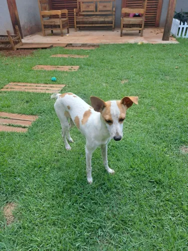 Doação fox paulistinha 