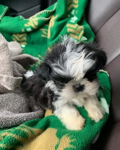 Shih Tzu O charme do inverno em quatro patas