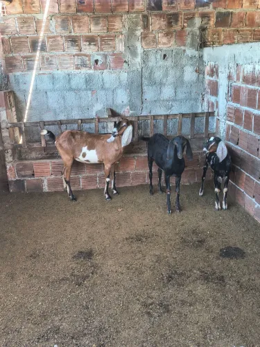 Vendo lote de cabras anglo nubiana