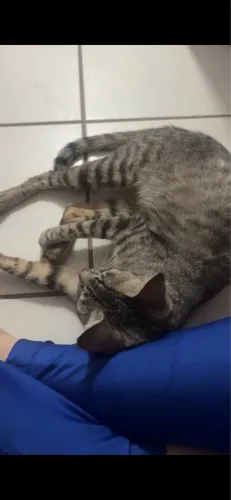 gatinho para doação