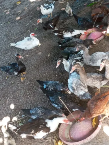 Vendo patos