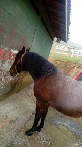 Cavalo crioulo manso