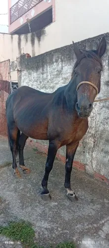 Vendo éguas dias éguas 