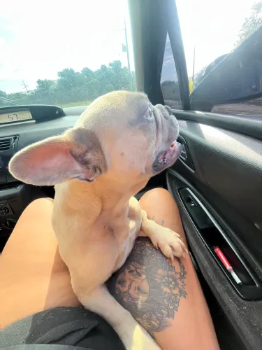 Bulldog francês exótico