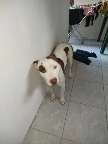 Doação de cachorro pitbul
