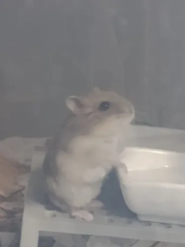 Hamster anão russo filhotes mansos