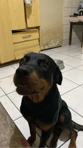 Vende fêmea de rottweiler de 9 meses