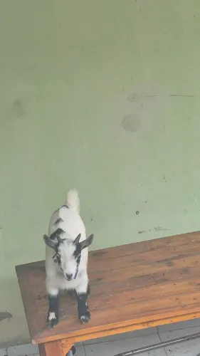 Cabrito mini  5 meses 