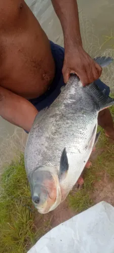 Peixe Tambatinga R$ 9,99 kg