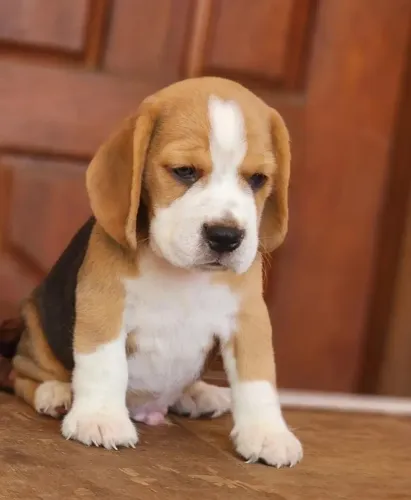 Filhotes de Beagle | Amigo fiel esperando você.