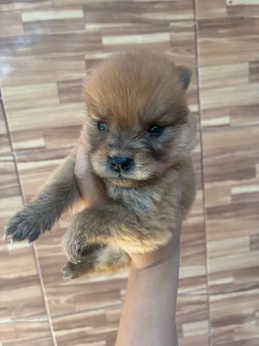 Chow Chow