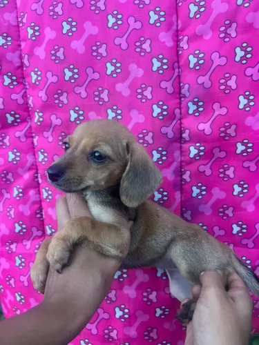 Filhotes de Pinscher com salsicha