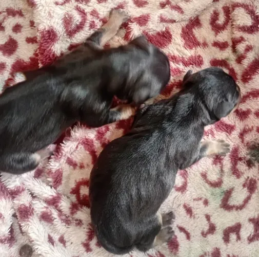 Filhote de pinscher