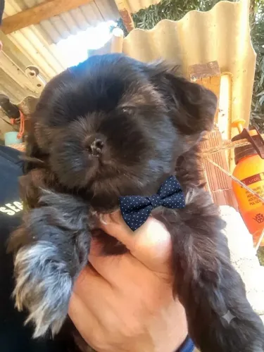 Filhote de shih tzu