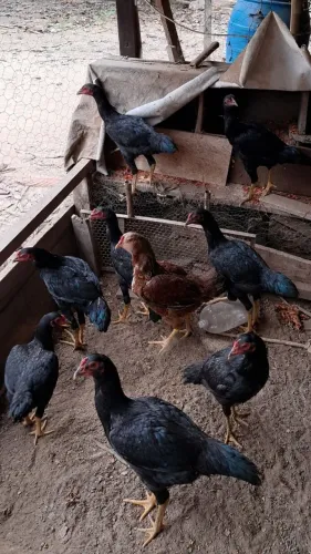 Galinhas Indianas Caipira