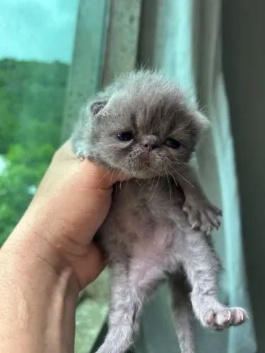 Gato Persa macho