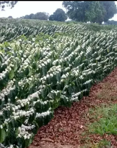 Vendo fazenda com grande potencial na plantação de café e eucaliptos região de Buritis MG