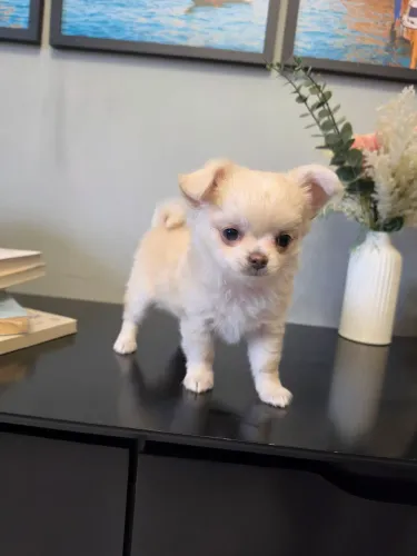 Chihuahua pelo longo