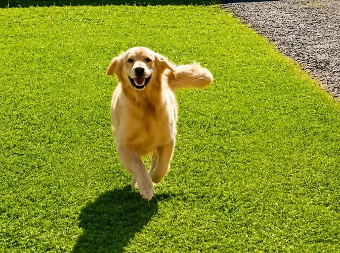 Vendo Golden Retriever 