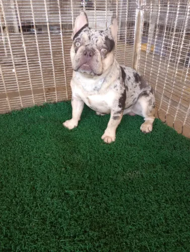 Buldogue francês