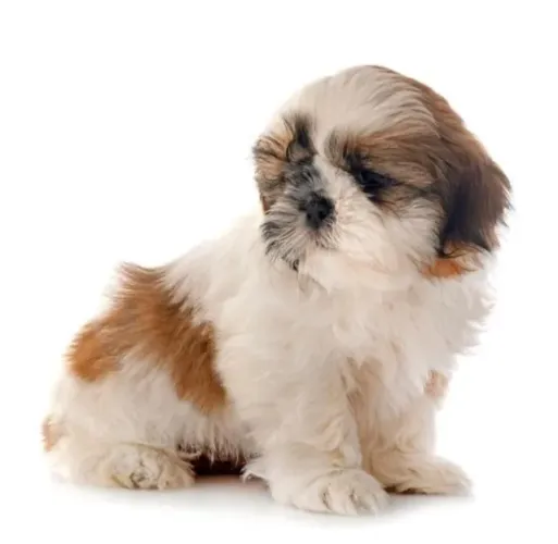 Shih tzu ideal para apartamento