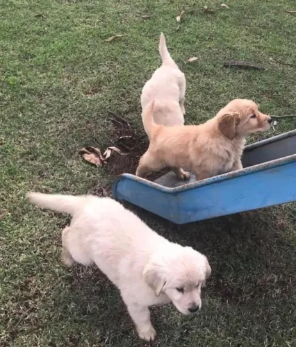 Golden retriever para toda familia