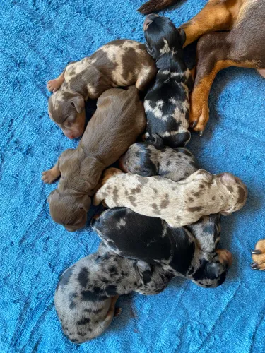 Dachshund (Salsichinha) de alto padrão!