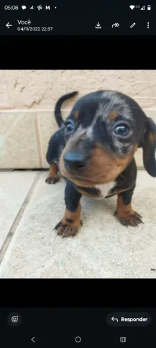 Filhotes linguicinha daschund lindos 