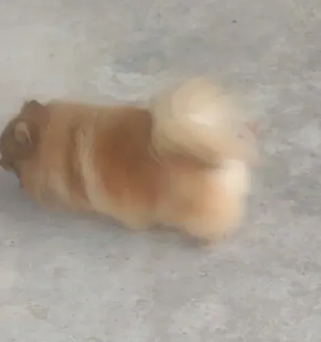 Spitiz Alemão Macho 