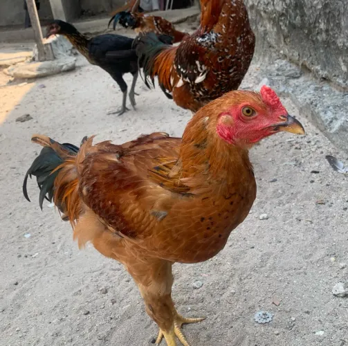 Frangos Caipira de Qualidade