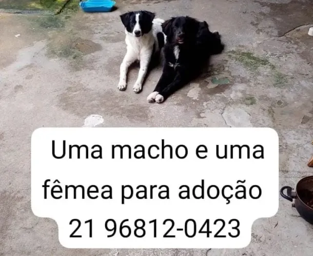 Doação responsável