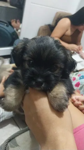Shihtzu filhote