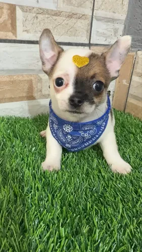 Chihuahua