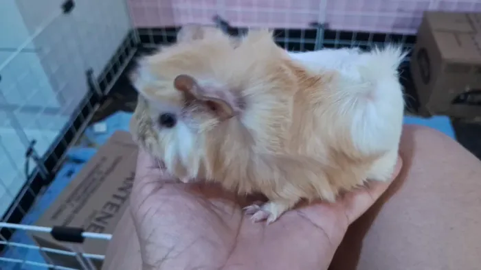 Porquinho da índia