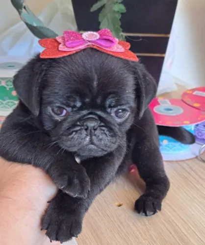 Pug - Filhotes à Venda com Atendimento Presencial