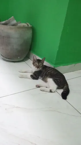 Gatinho pra adoção responsável!!