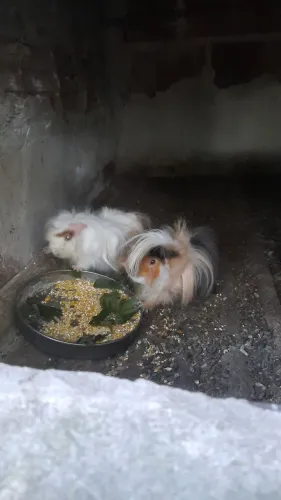 Porquinho da Índia angora
