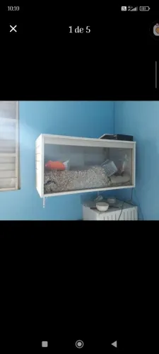 Terrário