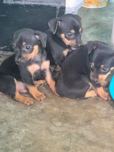 Pinscher numero 1 