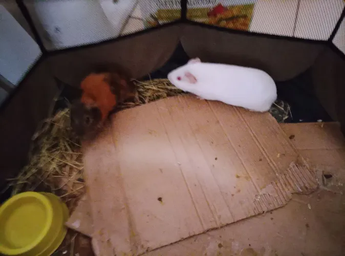 Porquinho da índia