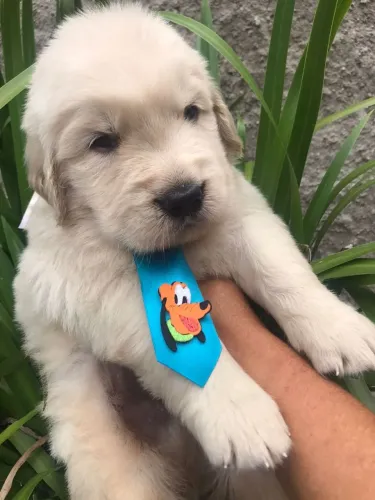 Golden retriever distribuindo amor