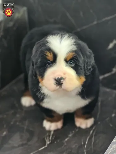 Bernese Mountain Dog | Em até 10x sem juros